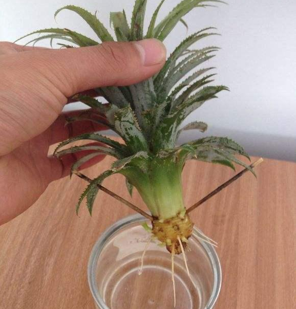 吃剩的菠蘿也能養(yǎng)成盆栽？一年就能結(jié)果，養(yǎng)護(hù)方法非常簡(jiǎn)單！