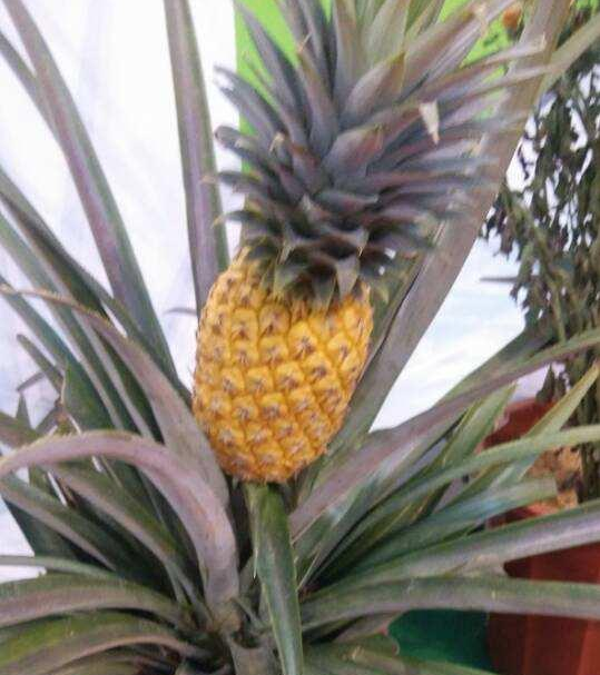 吃剩的菠蘿也能養(yǎng)成盆栽？一年就能結(jié)果，養(yǎng)護(hù)方法非常簡(jiǎn)單！