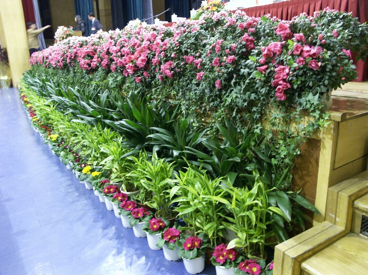 成都辦公植物租賃 成都辦公植物租賃