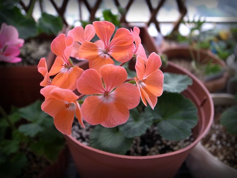 植物租賃，天竺葵，養(yǎng)護