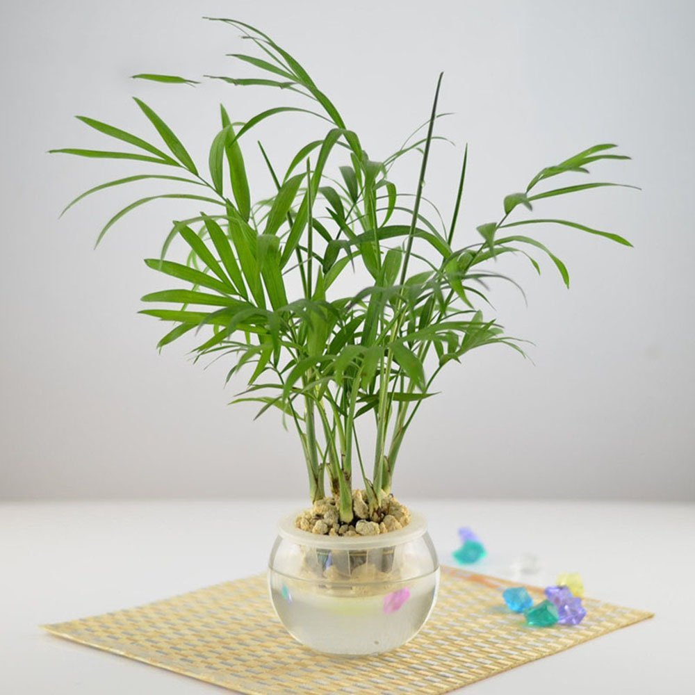 袖珍椰子，植物租擺