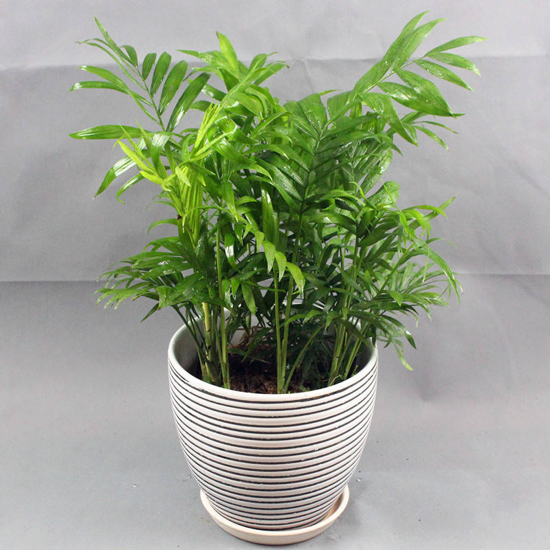 袖珍椰子，植物租擺