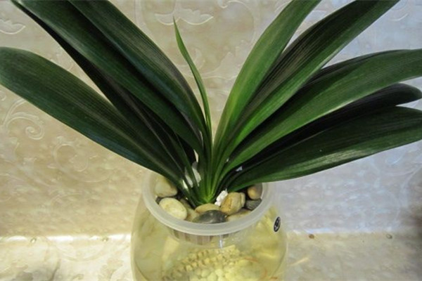 水培君子蘭，植物租賃