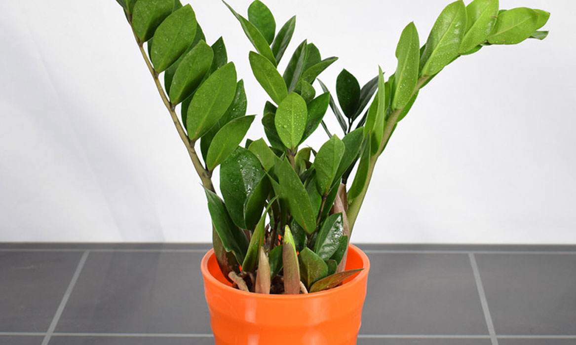 金錢(qián)樹(shù)