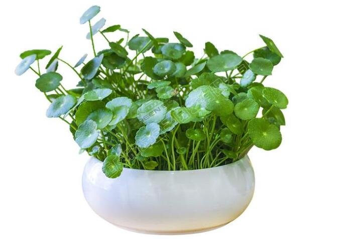 辦公室植物租擺