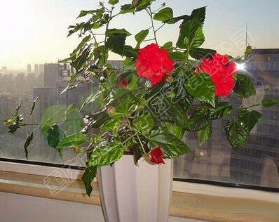 陽(yáng)臺(tái)盆栽.jpg