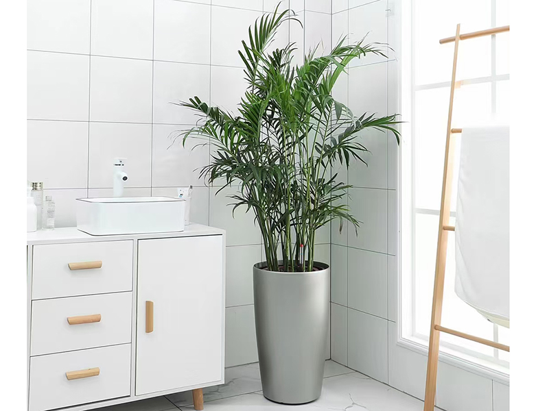 散尾葵的養(yǎng)殖應(yīng)該注意什么？